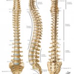 Studying Clare modelling and close observation of her body can help students of medicine and sport learn more about the anatomy of the spine. The support the spine gives to a pose, how it flexes, moves and changes depending on the balance of the pose and the positioning of the body.